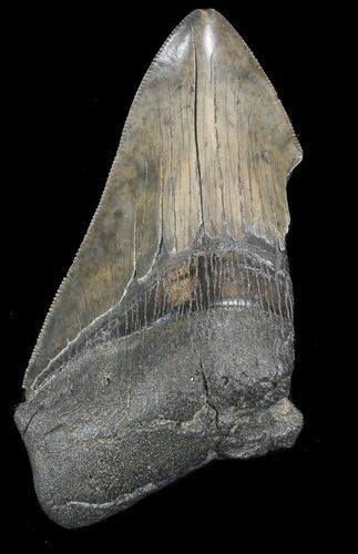 Partial, Serrated Megalodon Tooth - South Carolina #43027